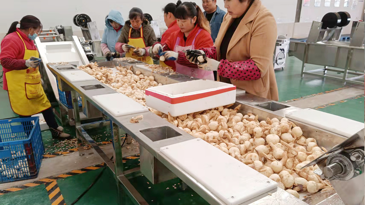 南京茨菇生產(chǎn)線
